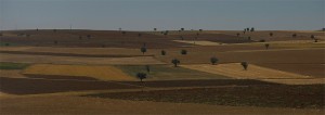 EJERCITO-ARBOLES