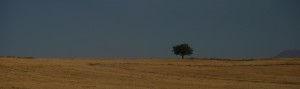 PAISAJE ARBOL RECORTE